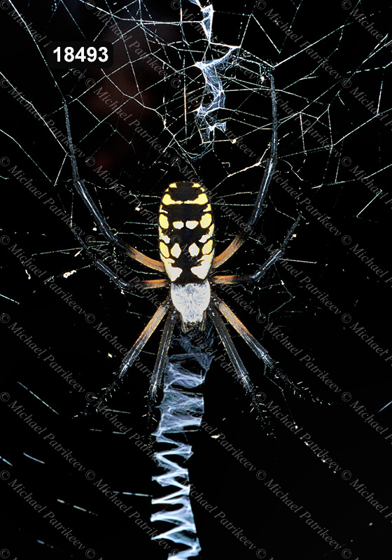 Yellow Garden Spider (Argiope aurantia)